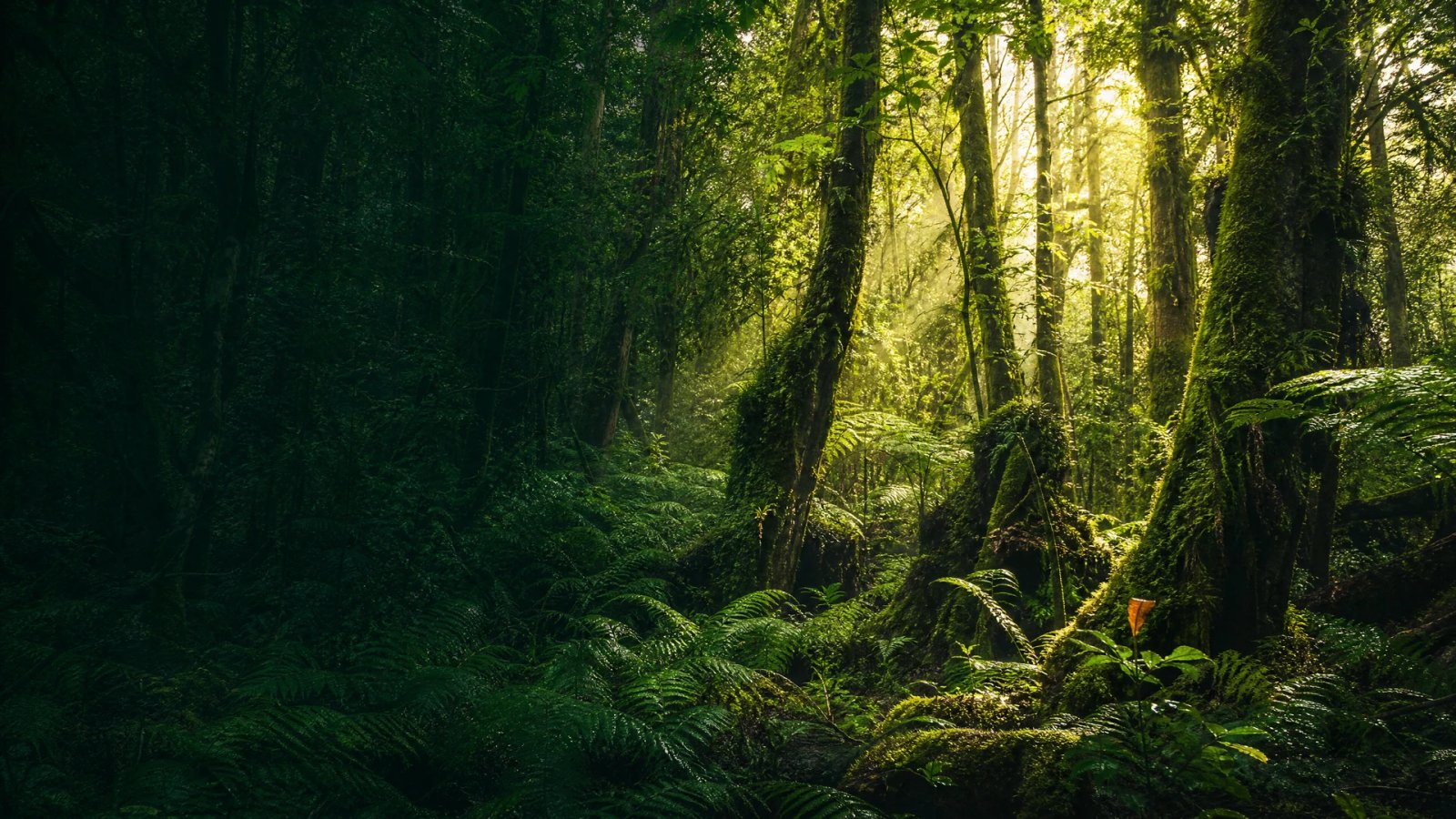 Sunlit old-growth forest canopy with ferns and mossy trunks