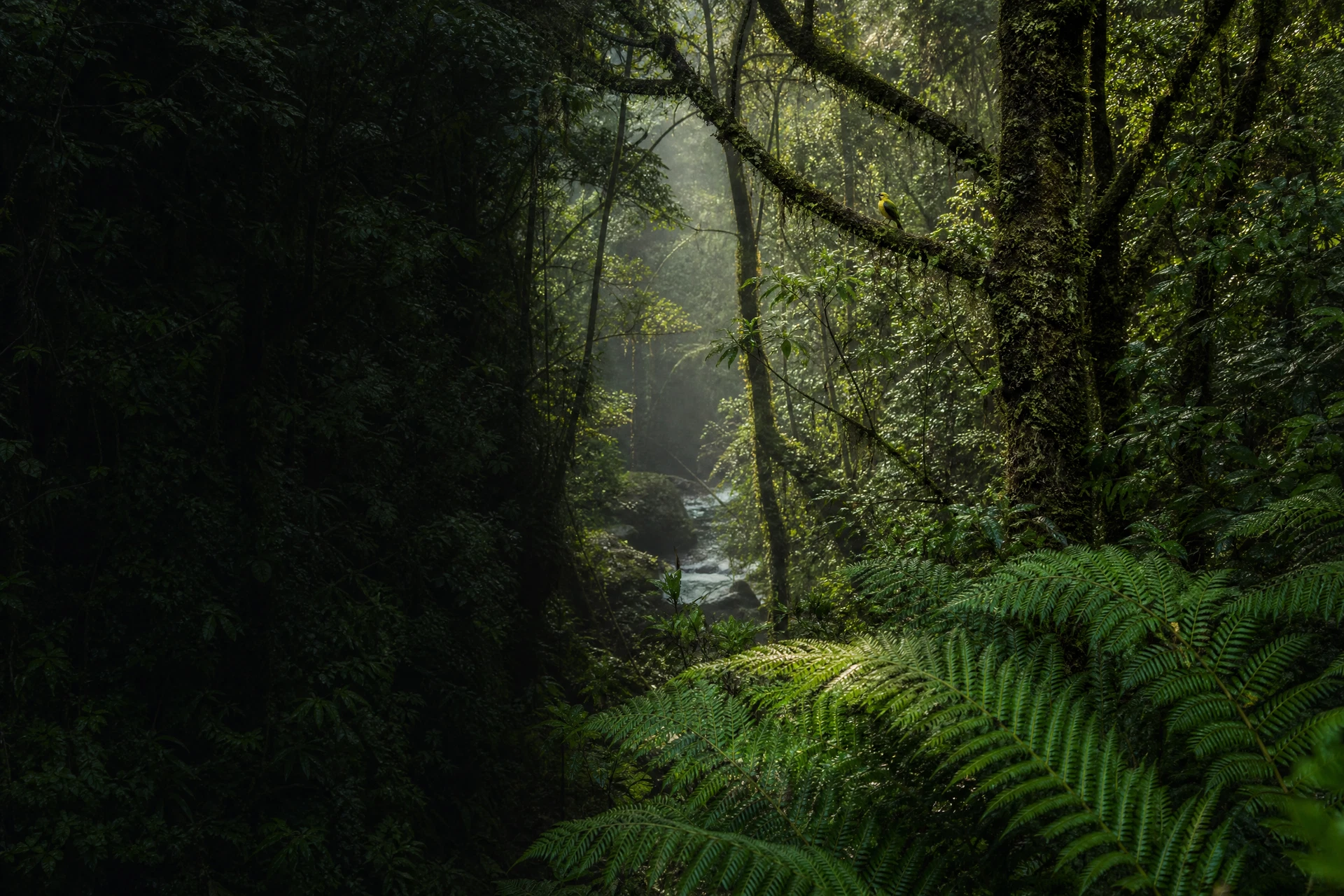 Dense green forest canopy with varied native foliage
